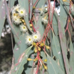 Eucalyptus melliodora at Bonython, ACT - 12 Oct 2015