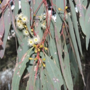 Eucalyptus melliodora at Bonython, ACT - 12 Oct 2015