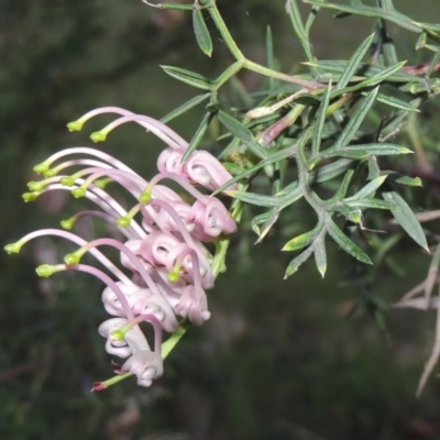 Grevillea sp. (Grevillea) at Bonython, ACT - 12 Oct 2015 by michaelb