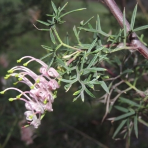 Grevillea sp. at Bonython, ACT - 12 Oct 2015