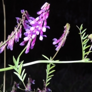 Vicia villosa subsp. eriocarpa at Bonython, ACT - 12 Oct 2015 07:58 PM