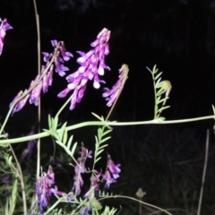 Vicia villosa subsp. eriocarpa at Bonython, ACT - 12 Oct 2015 07:58 PM