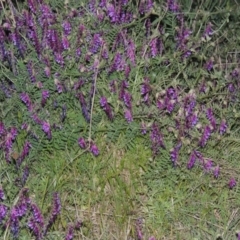 Vicia villosa subsp. eriocarpa at Bonython, ACT - 12 Oct 2015 07:58 PM