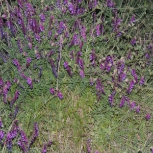 Vicia villosa subsp. eriocarpa at Bonython, ACT - 12 Oct 2015 07:58 PM