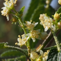 Gynatrix pulchella (Hemp Bush) at Lower Cotter Catchment - 8 Oct 2015 by KenT