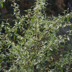 Gynatrix pulchella at Coree, ACT - 9 Oct 2015