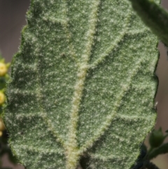 Gynatrix pulchella at Coree, ACT - 9 Oct 2015