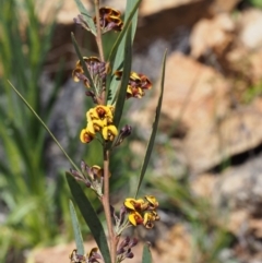 Daviesia mimosoides subsp. mimosoides at Cotter River, ACT - 9 Oct 2015 by KenT