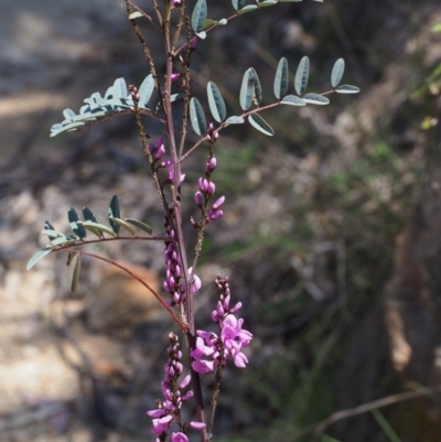Indigofera australis subsp. australis (Australian Indigo) at Cotter River, ACT - 9 Oct 2015 by KenT