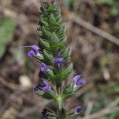 Salvia verbenaca var. verbenaca (Wild Sage) at Cotter River, ACT - 9 Oct 2015 by KenT