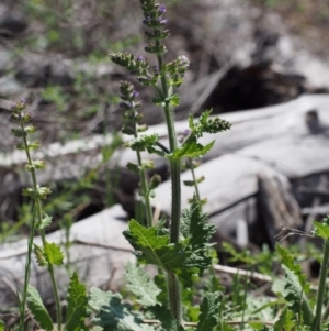 Salvia verbenaca var. verbenaca at Cotter River, ACT - 9 Oct 2015 12:29 PM