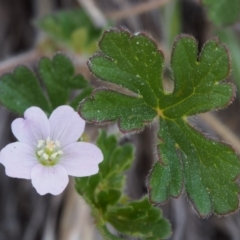 Geranium solanderi var. solanderi (Native Geranium) at Cotter River, ACT - 9 Oct 2015 by KenT