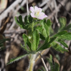 Geranium solanderi var. solanderi at Cotter River, ACT - 9 Oct 2015