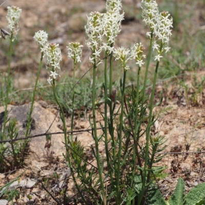Stackhousia monogyna (Creamy Candles) at Cotter River, ACT - 9 Oct 2015 by KenT