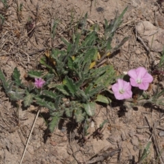 Convolvulus angustissimus subsp. angustissimus at Cotter River, ACT - 9 Oct 2015