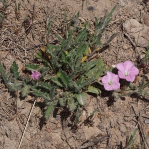Convolvulus angustissimus subsp. angustissimus at Cotter River, ACT - 9 Oct 2015