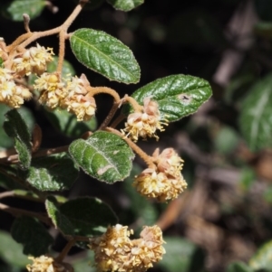 Pomaderris betulina subsp. betulina at Cotter River, ACT - 9 Oct 2015 11:40 AM