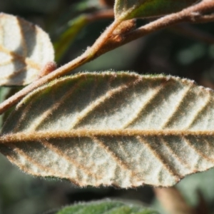 Pomaderris betulina subsp. betulina at Cotter River, ACT - 9 Oct 2015