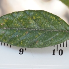 Pomaderris betulina subsp. betulina at Cotter River, ACT - 9 Oct 2015 11:40 AM