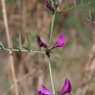 Vicia sativa subsp. nigra (Narrow-leaved Vetch) at Coree, ACT - 9 Oct 2015 by KenT