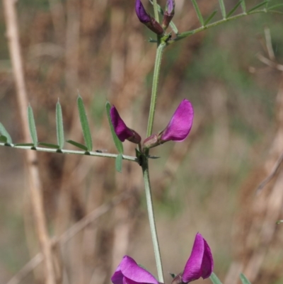 Vicia sativa subsp. nigra (Narrow-leaved Vetch) at Lower Cotter Catchment - 8 Oct 2015 by KenT