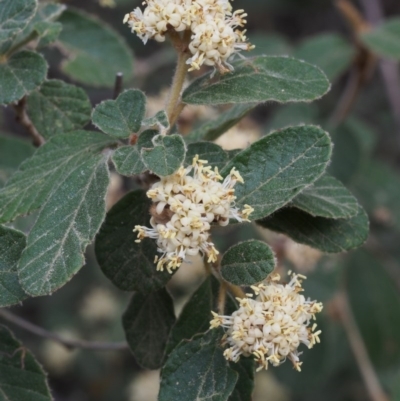 Pomaderris eriocephala (Woolly-head Pomaderris) at Lower Cotter Catchment - 8 Oct 2015 by KenT