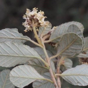 Pomaderris eriocephala at Coree, ACT - 9 Oct 2015 08:36 AM