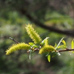 Salix sp. (A Willow) at Coree, ACT - 9 Oct 2015 by KenT