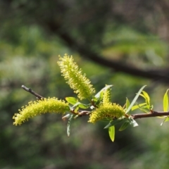 Salix sp. (A Willow) at Coree, ACT - 8 Oct 2015 by KenT