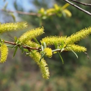 Salix sp. at Coree, ACT - 9 Oct 2015