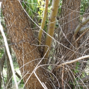 Salix sp. at Coree, ACT - 9 Oct 2015