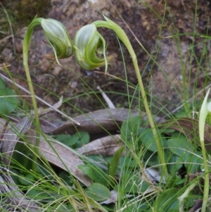 Pterostylis nutans at Cotter River, ACT - 9 Oct 2015