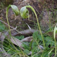 Pterostylis nutans (Nodding Greenhood) at Cotter River, ACT - 9 Oct 2015 by KenT