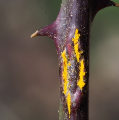 Kuehneola uredinis (A rust fungus) at Lower Cotter Catchment - 8 Oct 2015 by KenT