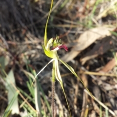 Caladenia atrovespa (Green-comb Spider Orchid) at Bruce, ACT - 13 Oct 2015 by MattM