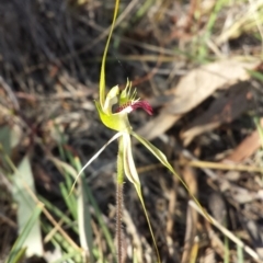 Caladenia atrovespa (Green-comb Spider Orchid) at Black Mountain - 13 Oct 2015 by MattM