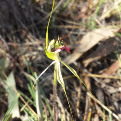 Caladenia atrovespa (Green-comb Spider Orchid) at Black Mountain - 13 Oct 2015 by MattM