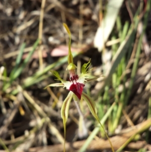 Caladenia atrovespa at Bruce, ACT - suppressed