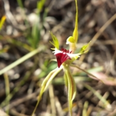 Caladenia atrovespa at Bruce, ACT - suppressed