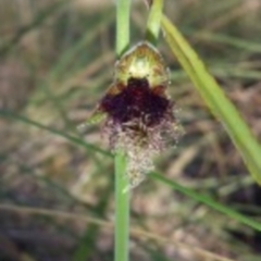 Calochilus platychilus (Purple Beard Orchid) at Canberra Central, ACT - 13 Oct 2015 by MattM