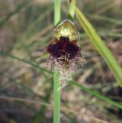 Calochilus platychilus (Purple Beard Orchid) at Black Mountain - 13 Oct 2015 by MattM