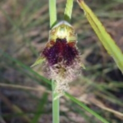 Calochilus platychilus at Canberra Central, ACT - 13 Oct 2015