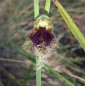 Calochilus platychilus at Canberra Central, ACT - 13 Oct 2015