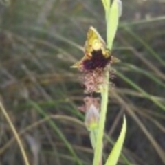 Calochilus platychilus at Canberra Central, ACT - 13 Oct 2015