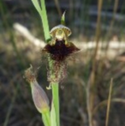 Calochilus platychilus (Purple Beard Orchid) at Canberra Central, ACT - 13 Oct 2015 by MattM