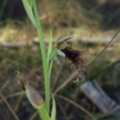 Calochilus platychilus at Canberra Central, ACT - 13 Oct 2015