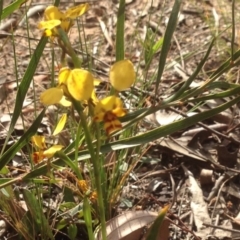 Diuris nigromontana (Black Mountain Leopard Orchid) at Point 114 - 14 Oct 2015 by yarrow