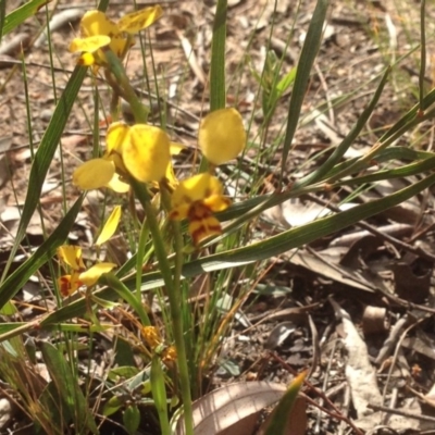 Diuris nigromontana (Black Mountain Leopard Orchid) at O'Connor, ACT - 13 Oct 2015 by yarrow