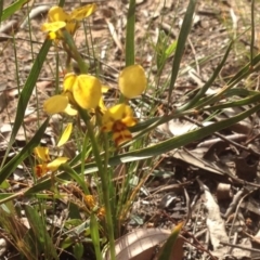Diuris nigromontana (Black mountain leopard orchid) at O'Connor, ACT - 13 Oct 2015 by yarrow