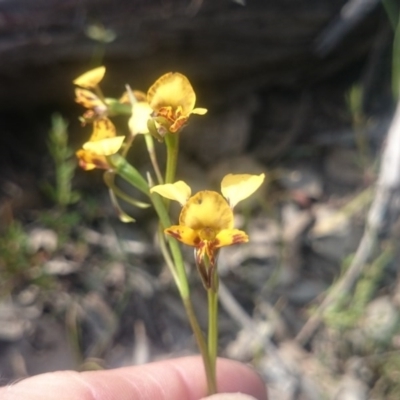 Diuris nigromontana (Black Mountain Leopard Orchid) at Canberra Central, ACT - 13 Oct 2015 by gregbaines